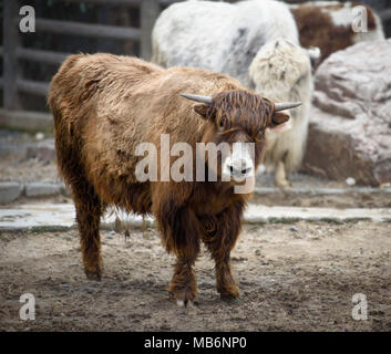 Yak sauvage dans un enclos avec d'autres des yaks et clôture dans le background, selective focus Banque D'Images