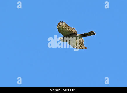 Blanche eurasienne (Accipiter nisus nisosimilis) femelle adulte en vol du Hebei, Chine mai Banque D'Images