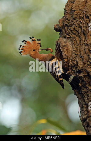 Huppe fasciée (Upupa epops commune saturata) adulte au nid avec les proies Beidaihe, Hebei, Chine mai Banque D'Images