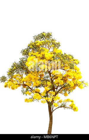 Arbre à trompettes d'argent, arbre d'or,Tabebuia aurea sur fond blanc Banque D'Images