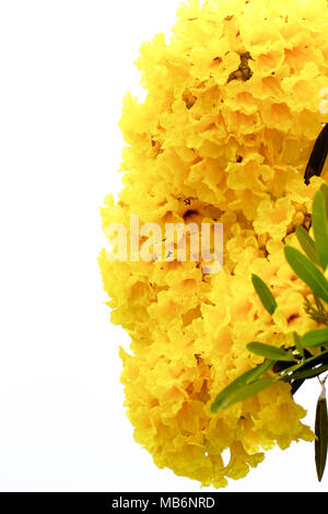 Close up arbre à trompettes d'argent, arbre d'or, fleur jaune.,Tabebuia aurea sur fond blanc Banque D'Images