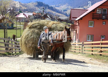 En chariot à cheval avec foin dans Matura, Carpates, Roumanie Banque D'Images