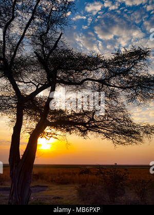Le Parc National de Chobe entre le Botswana et la Namibie au coucher du soleil en Afrique Banque D'Images