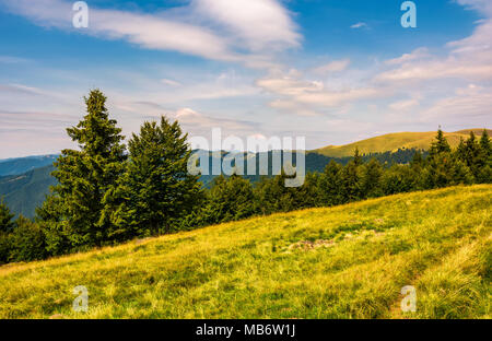 Les collines boisées et les prairies de Svydovets ridge. Bel été paysage de montagnes des Carpates en après-midi Banque D'Images