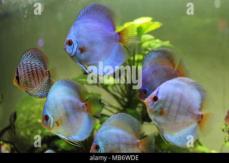 Discus bleu et coloré des poissons de disque (Symphysodon aequifasciatus) dans l'aquarium Banque D'Images