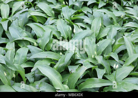 L'ail des ours (Allium ursinum), également connu sous le nom de ramsons, feuilles avec quelques boutons de fleurs. Banque D'Images