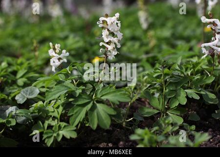 Fleurs blanches de Corydalis cava et Corydalis solida Banque D'Images