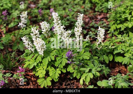 Fleurs blanches de Corydalis cava et Corydalis solida Banque D'Images