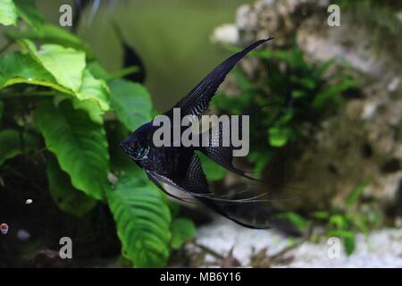 Seul les anges (Pterophyllum scalare) dans un aquarium avec des plantes Banque D'Images