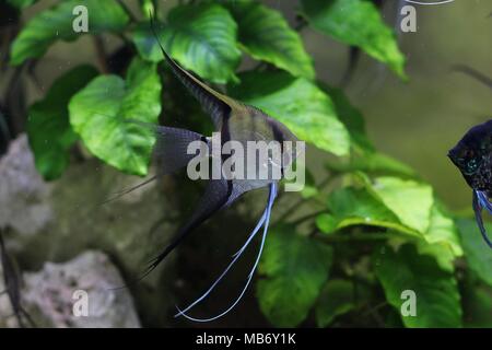 Seul les anges (Pterophyllum scalare) dans un aquarium avec des plantes Banque D'Images