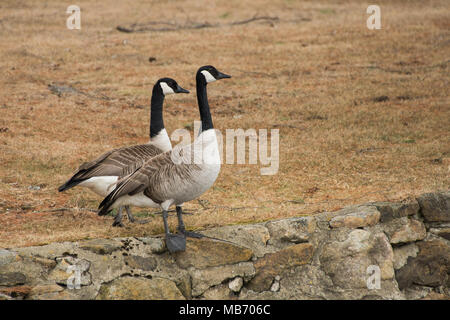 Un couple de bernaches du Canada, Branta canadensis, debout sur un rocher au bord d'un parc au bord du lac de spéculateur, NY USA au début du printemps. Banque D'Images