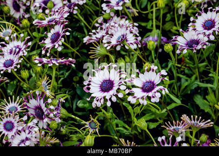 Ostéospermum Whirlygig daisy Africains blancs en forme de fleur pourpre Banque D'Images