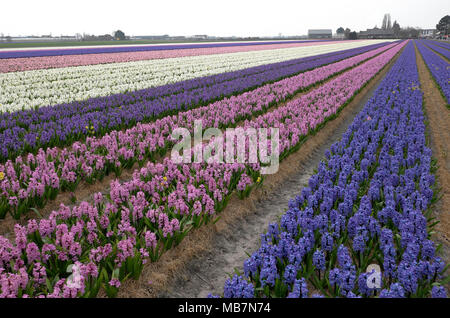 Route fleur Hollande, Pays-Bas. 8 avril, 2018. Champs de fleurs sont en fleurs dans la région de fleur de Hollande. Rangées de jacinthes en bleu, rose et blanc de remplir ce champ. Credit : Susanne Masters/Alamy Live News Banque D'Images