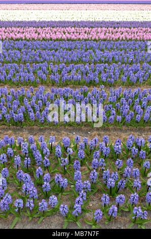 Route fleur Hollande, Pays-Bas. 8 avril, 2018. Champs de fleurs sont en fleurs dans la région de fleur de Hollande. Rangées de jacinthes en bleu, rose et blanc de remplir ce champ. Credit : Susanne Masters/Alamy Live News Banque D'Images