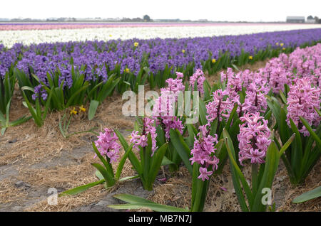 Route fleur Hollande, Pays-Bas. 8 avril, 2018. Champs de fleurs sont en fleurs dans la région de fleur de Hollande. Jacinthes regroupées par couleur de remplir ce champ. Credit : Susanne Masters/Alamy Live News Banque D'Images