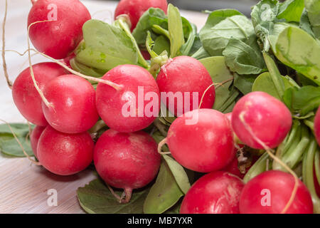 Des liens organiques rouges frais radis, Raphanus raphanistrum subsp. sativus Banque D'Images