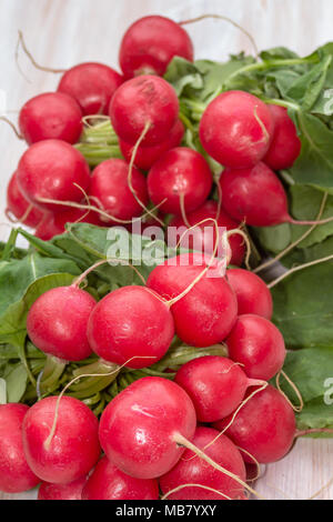 Des liens organiques rouges frais radis, Raphanus raphanistrum subsp. sativus Banque D'Images