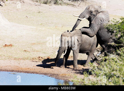 L'Afrique du Sud, Kwazulu-Natal, Tembe Elephant Park, l'éléphant d'Afrique, Loxodonta Africana Banque D'Images