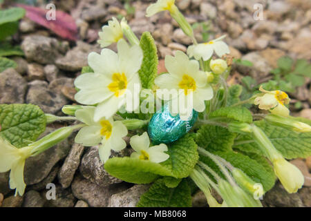 Les œufs en chocolat de Pâques en aluminium de couleur vive niché dans une usine de primrose Banque D'Images
