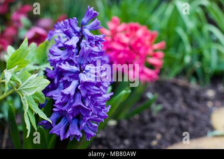 Belles jacinthes d'ajouter quelques couleurs vibrantes au jardin au printemps Banque D'Images
