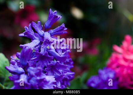 Belles jacinthes d'ajouter quelques couleurs vibrantes au jardin au printemps Banque D'Images