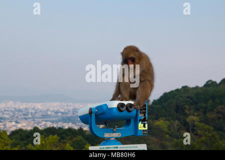 Chez le singe macaque japonais au parc de Arashiyama, avec la ville de Kyoto dans l'arrière-plan, le Japon Banque D'Images