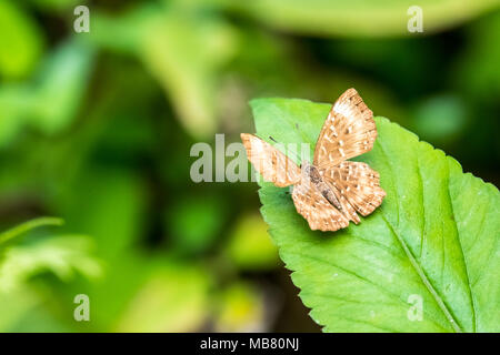 Zemeros polichinelle (flegyas) perching on plant Banque D'Images