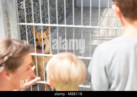 À la famille d'adopter un animal de refuge d'animaux Banque D'Images