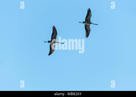 Belle paire de grues en vol contre un ciel bleu Banque D'Images