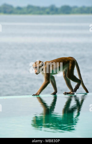 Close up vertical d'un macaque à Toque sauvage Parakrama Samudra réservoir dans Polonnaruwa, Sri Lanka. Banque D'Images