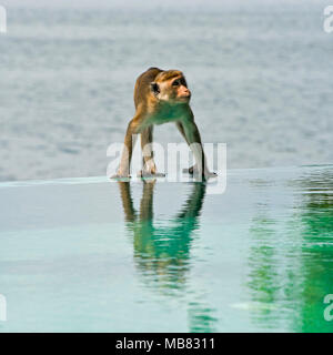 Vue sur place d'une toque macaque boire d'une piscine à Parakrama Samudra réservoir dans Polonnaruwa, Sri Lanka. Banque D'Images