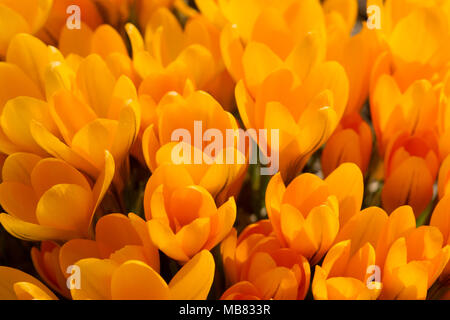 Avis de magic fleurs de printemps fleurs crocus poussant dans la faune. Crocus jaune de plus en plus à l'extérieur de la terre. Banque D'Images