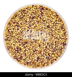 La germination des graines dans une boîte de Petri isolated on white Banque D'Images