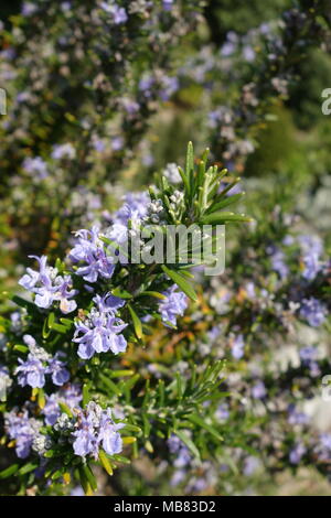Close-up de romarin (Rosmarinus officinalis) en saison de floraison Banque D'Images