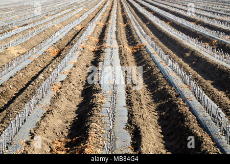 Greffés récemment plantés & raisins ciré des boutures. S'appelle 'une piscine jardin d'. Banque D'Images