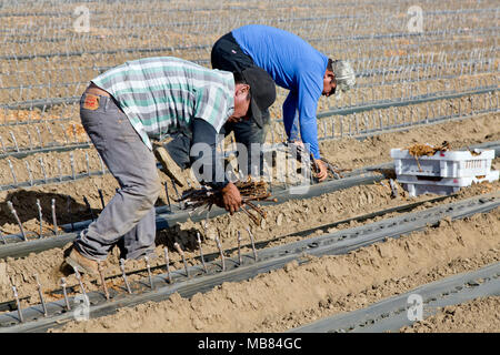 Les travailleurs de terrain et greffées de plantation de boutures de raisins de ciré. S'appelle 'une piscine jardin d'. Banque D'Images