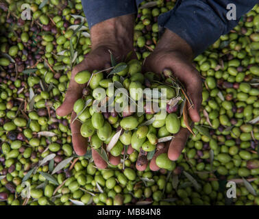 Close up of a man's hand holding olives Banque D'Images