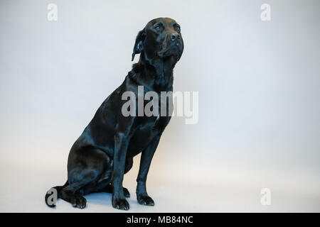 Labrador noir portrait dans un studio sur fond gris Banque D'Images