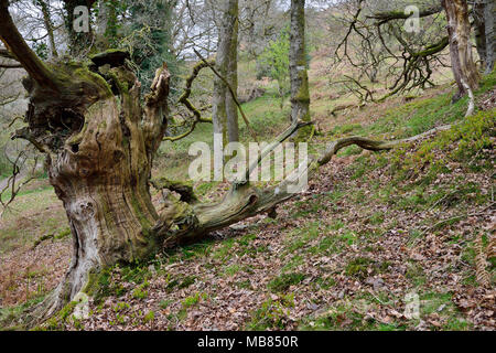 Old Dead Tree - chêne sessile Quercus petraea Hodder's Combe, collines de Quantock, Somerset Banque D'Images