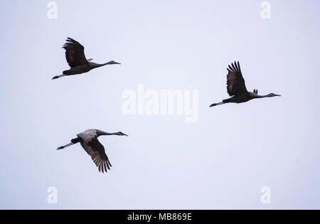 La Grue en vol au Crex Meadows de faune dans le Wisconsin. Banque D'Images