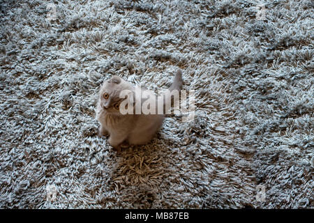 Bébé chat Scottish Fold sur un tapis de laine. Banque D'Images