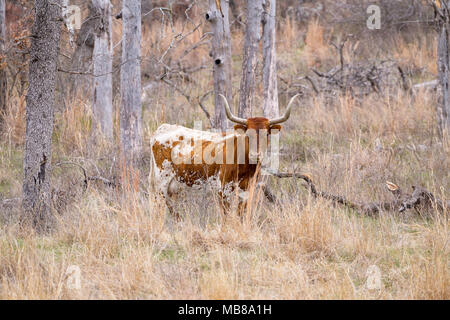 Une vache Texas Longhorn woodline le long d'un tandis que l'entendu était le pâturage sur une gamme ouverte. Banque D'Images