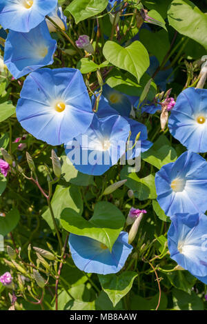 Morning Glory, Mexicain Blomman för dagen (Ipomoea tricolor) Banque D'Images