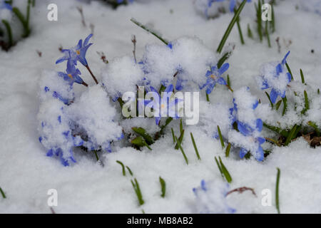 Forbes gloire-de-la-neige, Vårstjärna (Chionodoxa forbesii) Banque D'Images