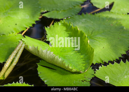 Tiger Lotus, Lotus Egyptisk (Nymphaea lotus) Banque D'Images