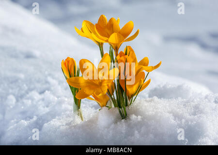 Vårkrokus au printemps, crocus (Crocus vernus) Banque D'Images