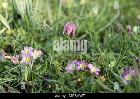 Primula et Fritilaria meleagris fleurissent ensemble dans un jardin de printemps, Angleterre, Royaume-Uni Banque D'Images