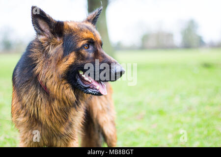 Zeus le Berger Allemand Banque D'Images