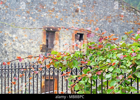 Branches vertes et les feuilles contre l'arrière-plan d'un mur de l'ancien bâtiment en pierre. Branches sur une clôture en fer, un fragment d'un mur gris à partir de Banque D'Images