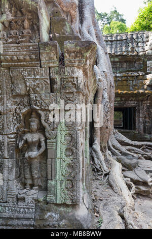 Les racines des arbres et des sculptures,Ta Prohm temple bouddhiste en ruine du 12ème siècle, site d'Angkor, la Province de Siem Reap, Cambodge l'Asie (voir aussi droit MO*BXD) Banque D'Images